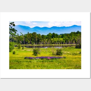 Lupine Field x Nature Photography Posters and Art